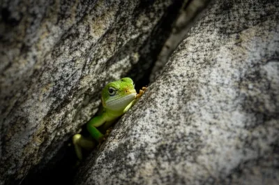 Illustration lizard - Image 1