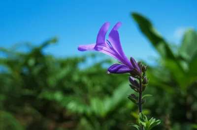 Illustration std - Image 1