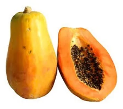 Illustration papaya - Image 3