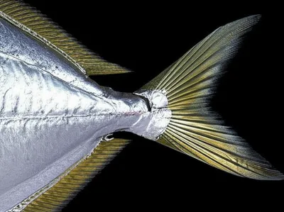 Illustration foiling - Image 1