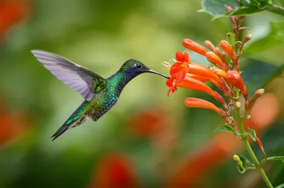 Illustration suctorial