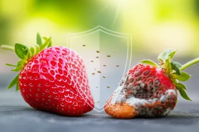 Illustration preservatives