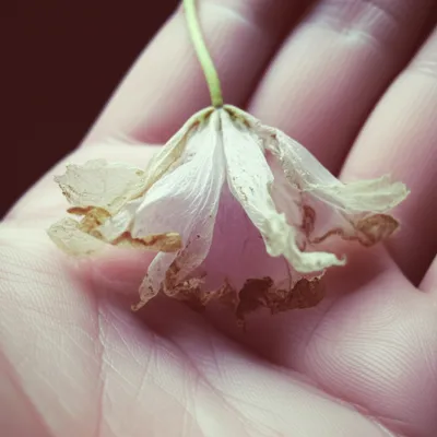 Illustration paler - Image 1