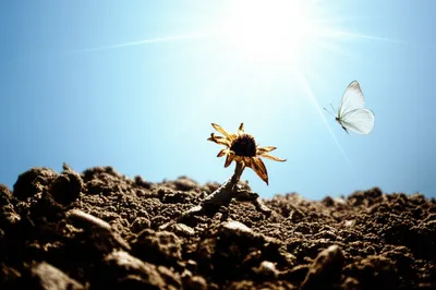 Illustration gone - Image 1