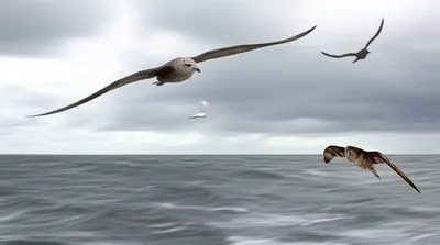 Illustration jaeger - Image 1