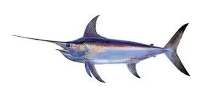 Illustration swordfish - Image 2