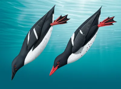 Illustration guillemots - Image 1