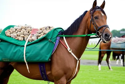 Illustration weight - Image 1