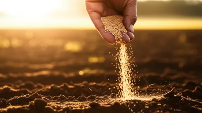 Illustration sowing - Image 1