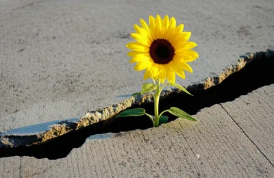 Illustration occurs - Image 1