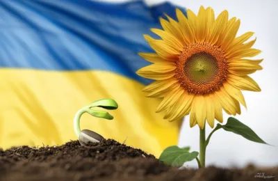 Illustration kopiyka