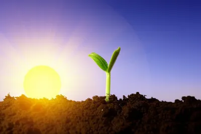 Illustration earliest - Image 1