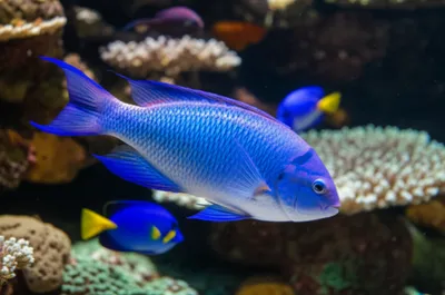 Illustration blue - Image 1