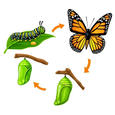 Illustration lepidoptera