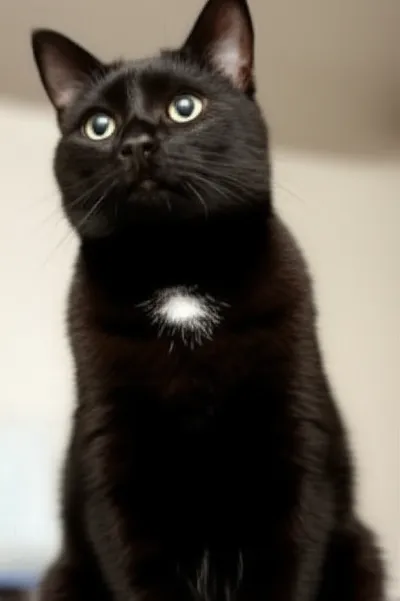 Illustration button - Image 1