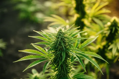 Illustration greens - Image 1