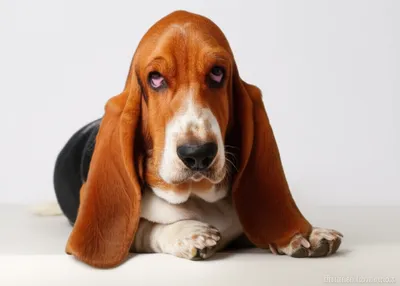 Illustration basset - Image 1