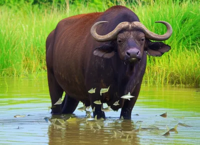 Illustration buffaloes - Image 1