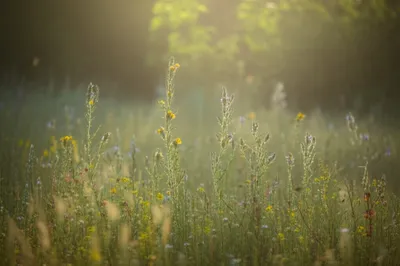 Illustration gauzelike