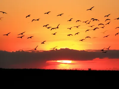 Illustration flown - Image 1