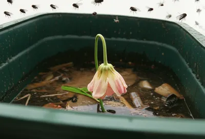 Illustration rots - Image 1