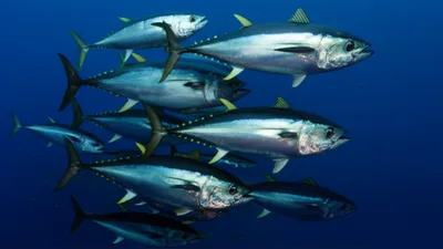Illustration tuna - Image 1