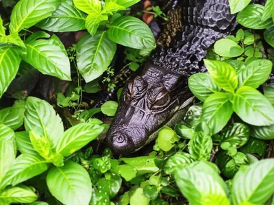 Illustration caimans - Image 1