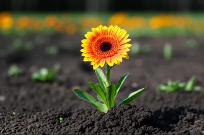 Illustration reversion - Image 1