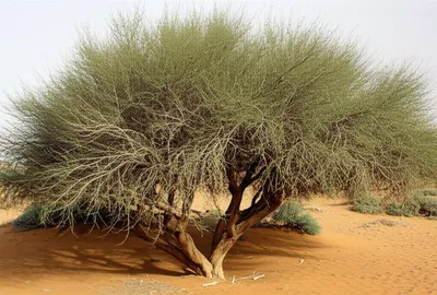 Illustration rack - Image 1