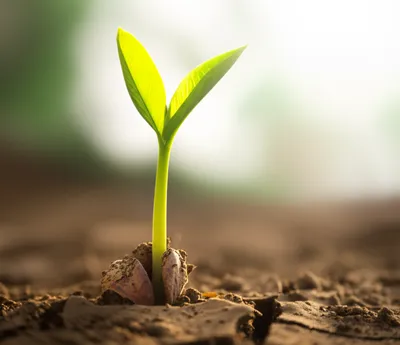 Illustration embryonic - Image 1