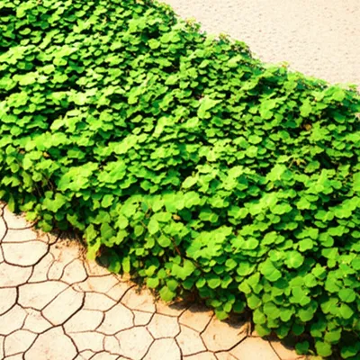 Illustration produces - Image 1