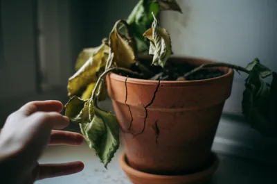 Illustration sickness