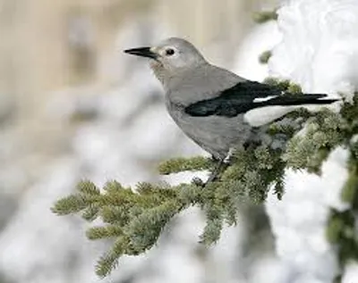 Illustration nutcracker - Image 2