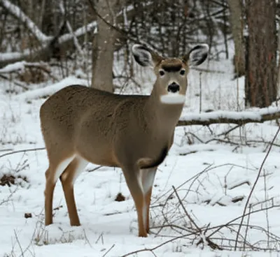 Illustration pollard - Image 1