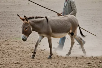 Illustration goaded - Image 1