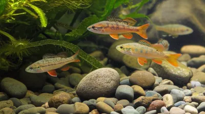 Illustration anhingas - Image 1