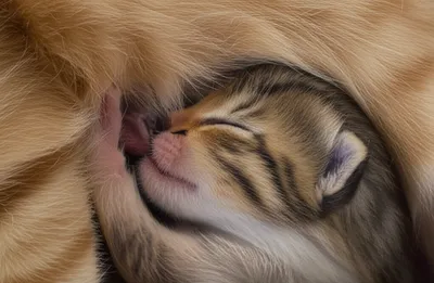 Illustration suckling - Image 1