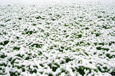 Illustration carpeting - Image 1