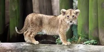 Illustration cub - Image 2