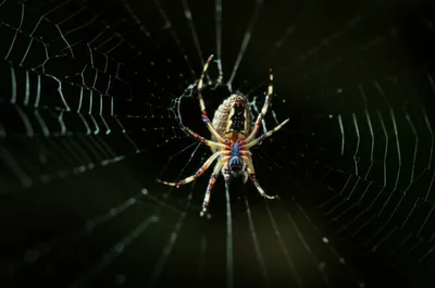 Illustration vamping - Image 1