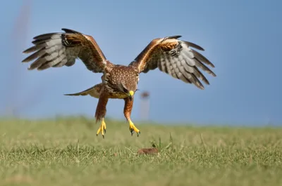 Illustration hawking - Image 1