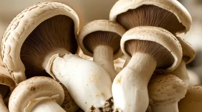 Illustration champignons