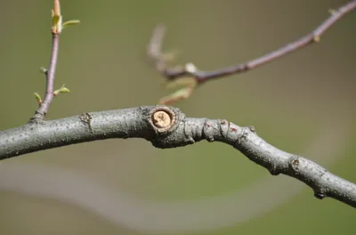 Illustration snub - Image 1