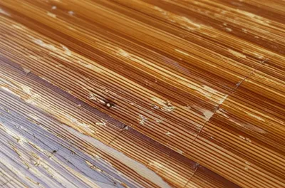 Illustration scratches - Image 1