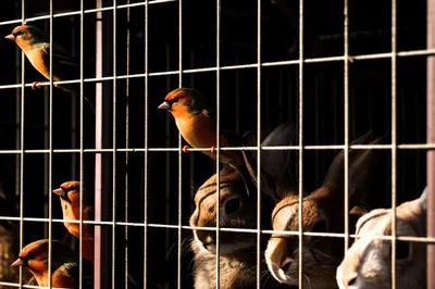 Illustration cages - Image 1