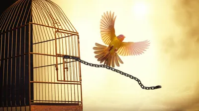 Illustration discharged - Image 1