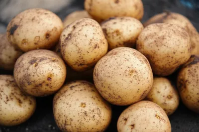 Illustration spuds - Image 1