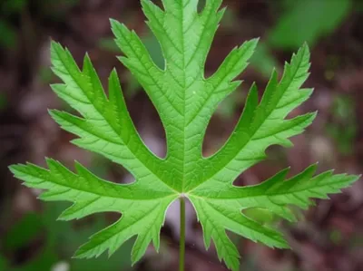 Illustration palmate - Image 1