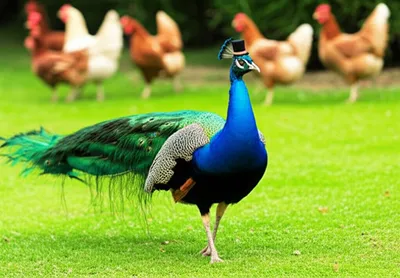 Illustration jaunty - Image 1