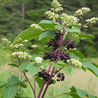 Illustration pokeweed - Image 1